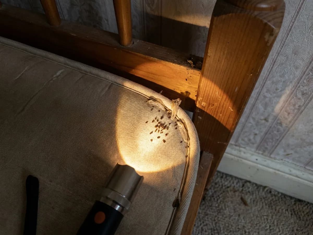 Bed bug control inspection around bedroom furniture in Bradford