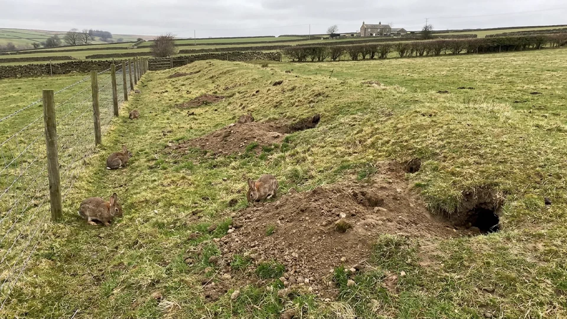 Rabbit burrow and grazing damage inspected in Ilkley