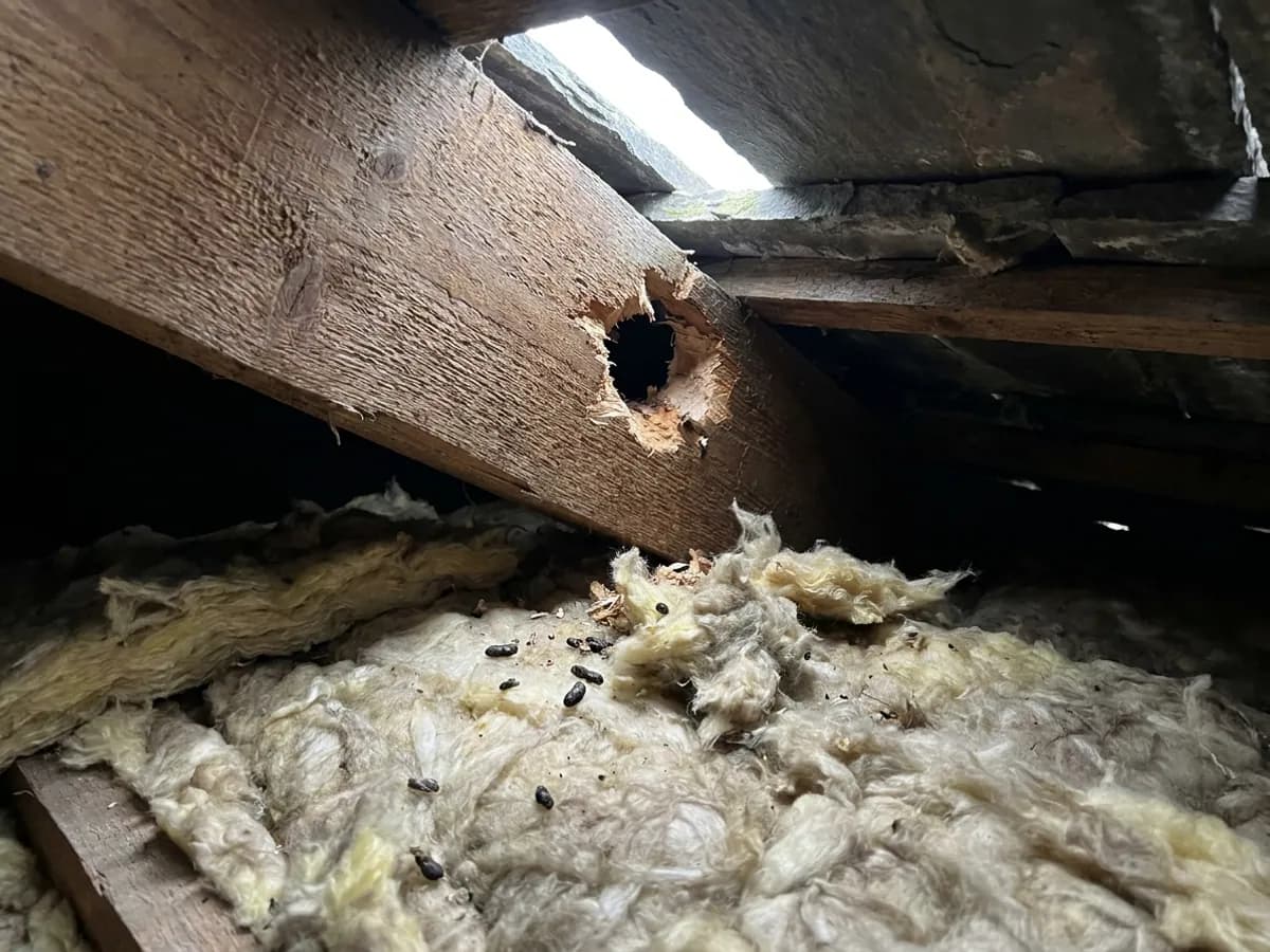 Squirrel removal inspection around an Ilkley loft space