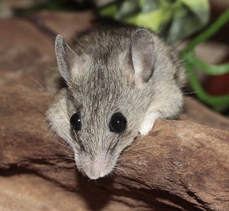 Mouse
