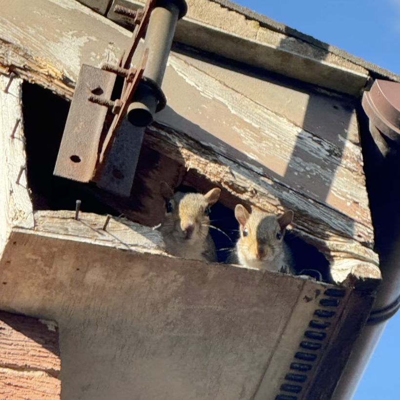 Squirrels In Loft