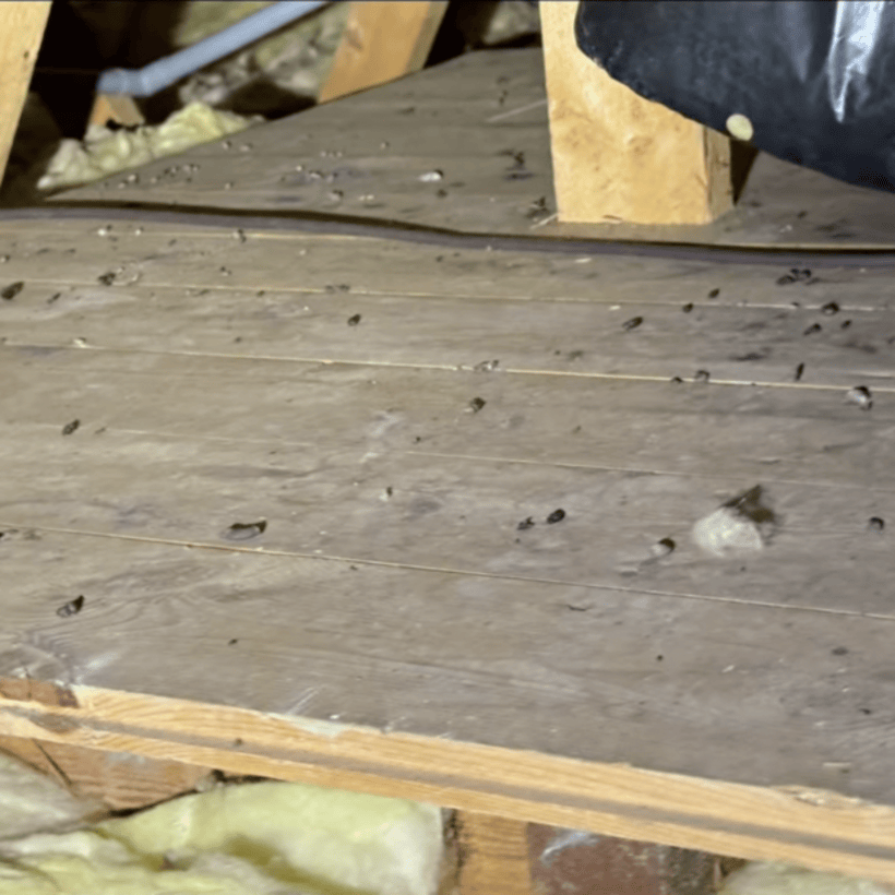 Squirrel droppings in loft