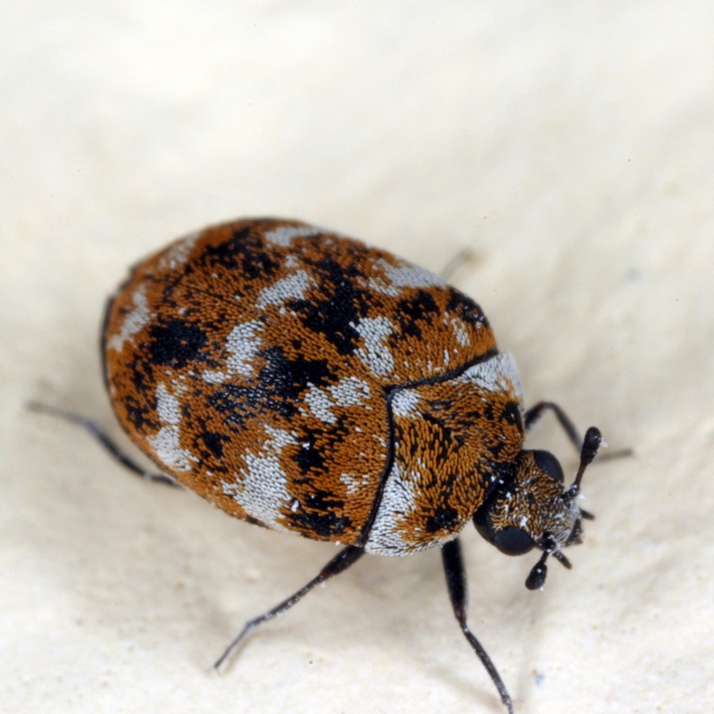 Carpet beetle on a white background