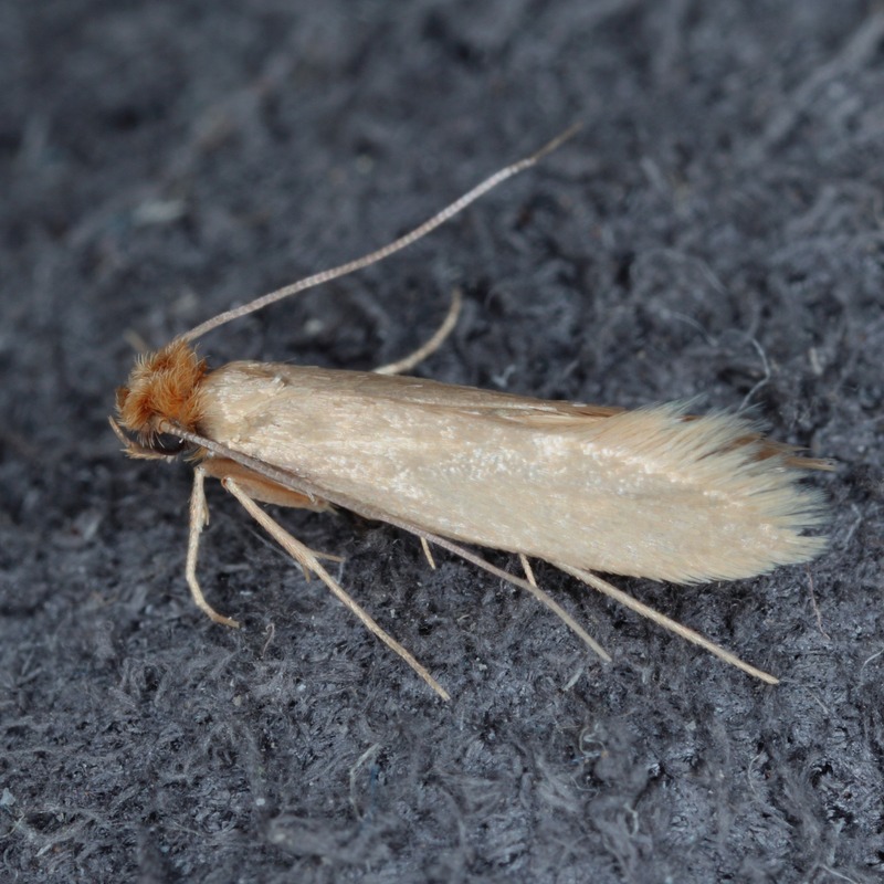 Common clothes moth