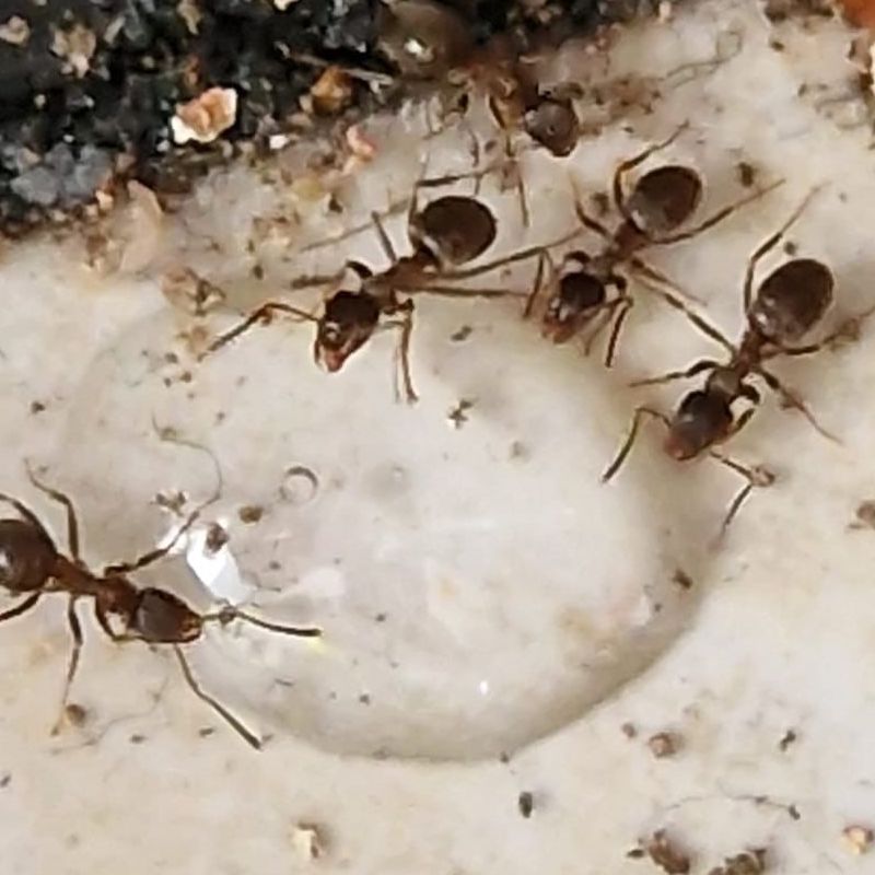 Ants eating sugar water