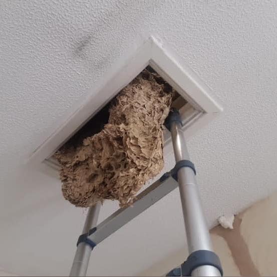 Wasp nest in attic 