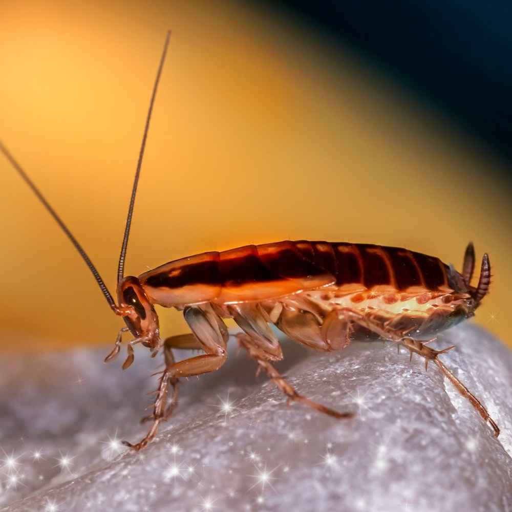 German cockroach with large antenna.