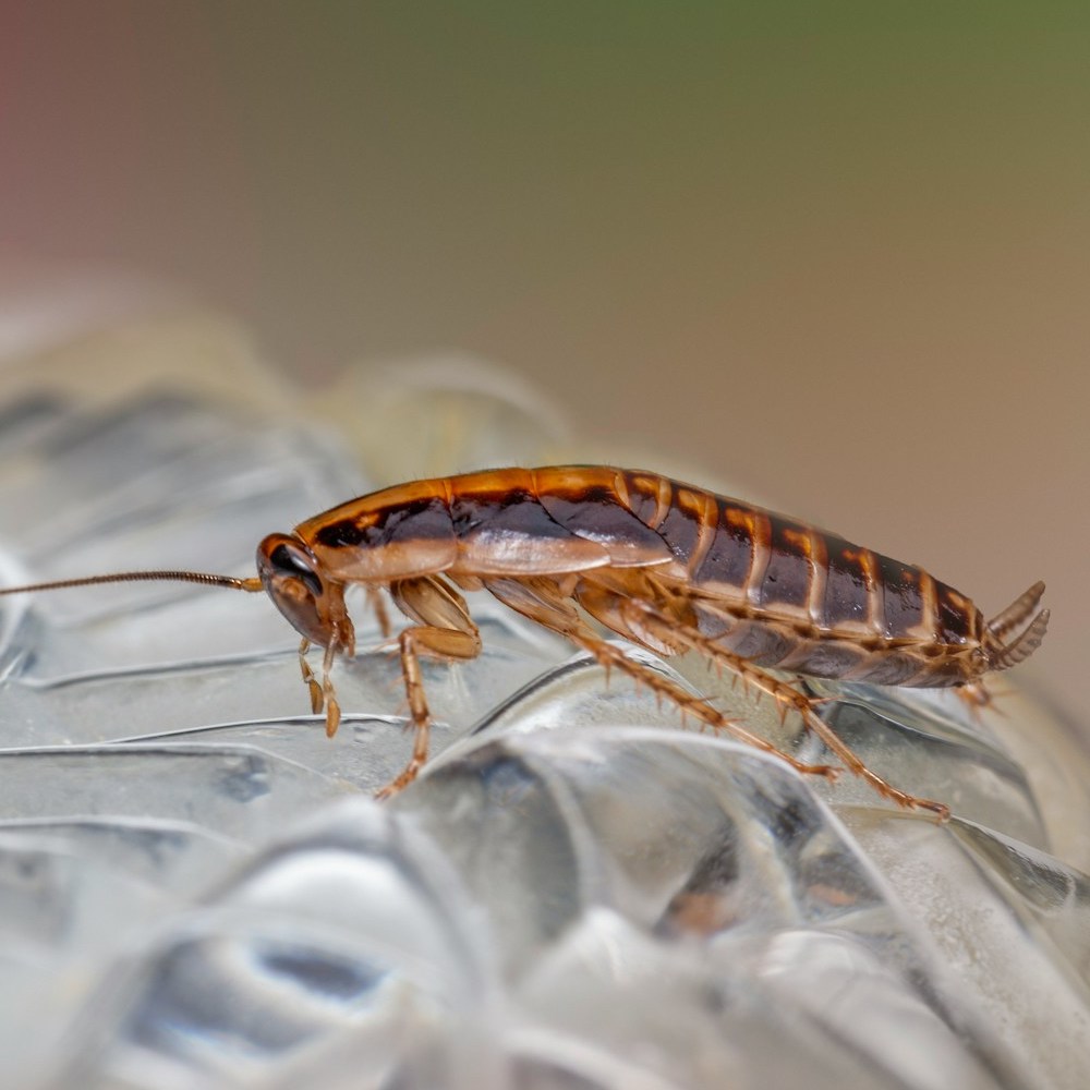 German cockroach on a glass bowl