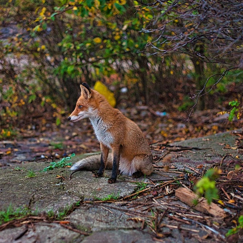 A fox sat on a stone path, looking out over the ground before it.