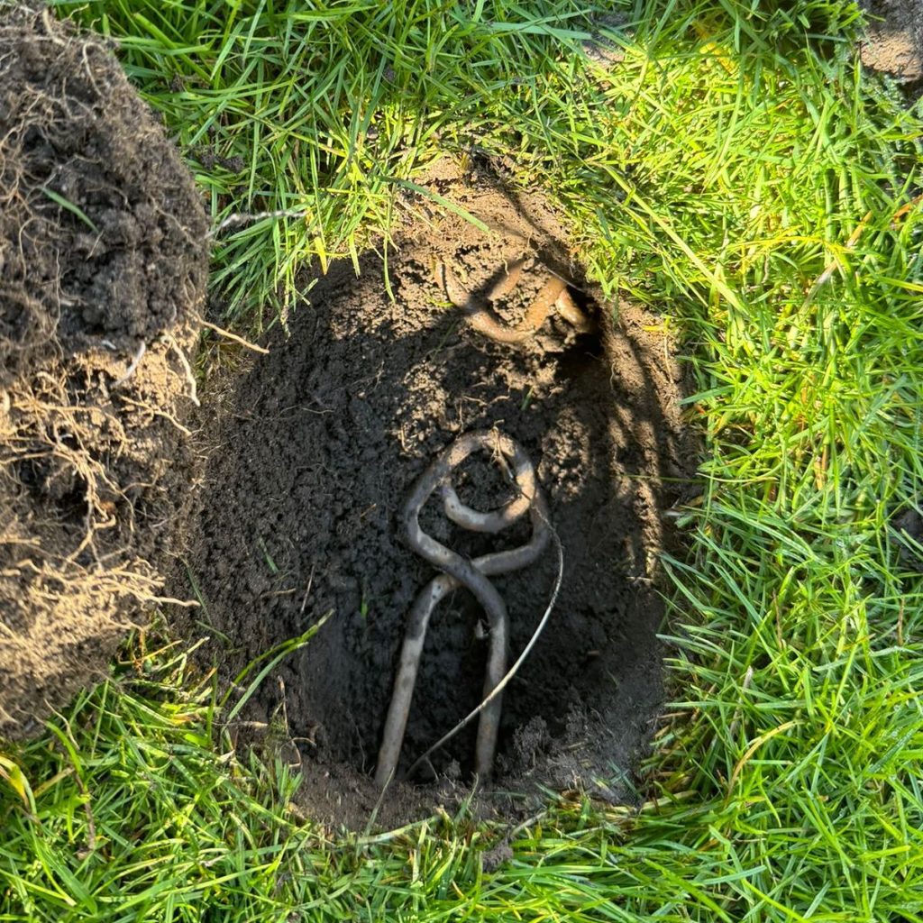 a mole trap in a lawn ready to catch a mole. The trap looks like a pair of metal tongs with a loop on the end.