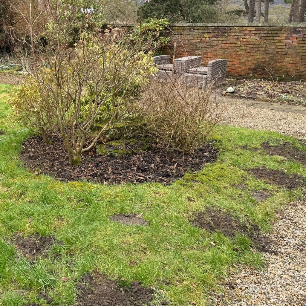 Molehills in a garden, surrounding a large bush. The molehills are making the garden look untidy.