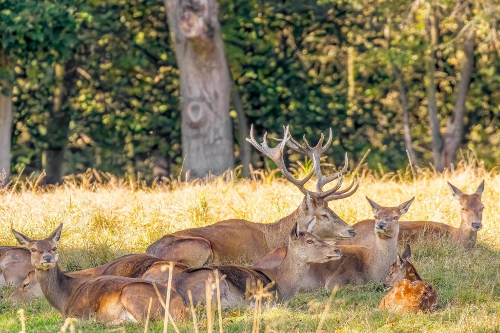 A few red deer laying down in a field