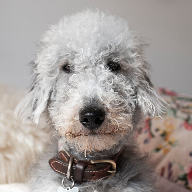 Bedlington Terrier staring at the camera