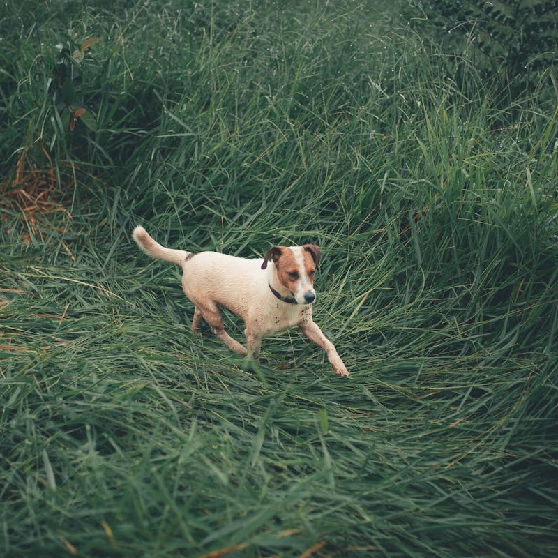 Jack Russell running through grass