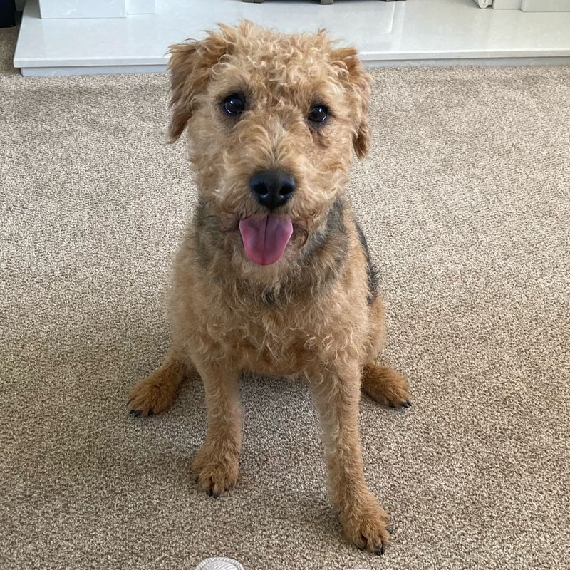 Lakeland terrier sat on a carpet
