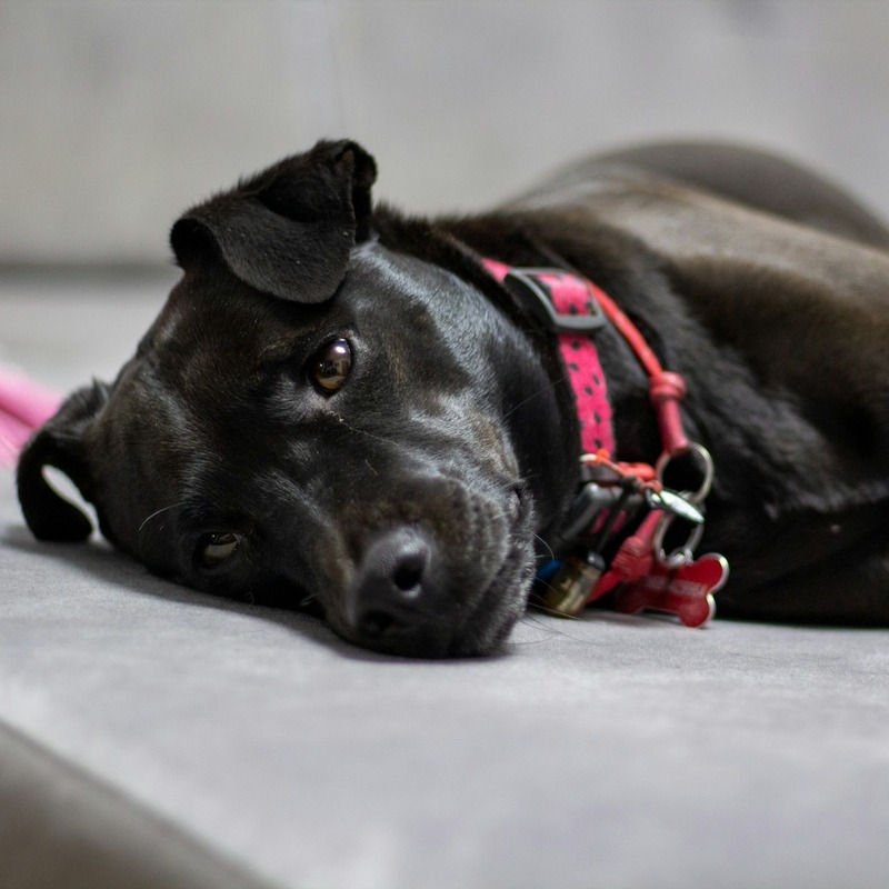 Patterdale Terrier in a pink collar resting