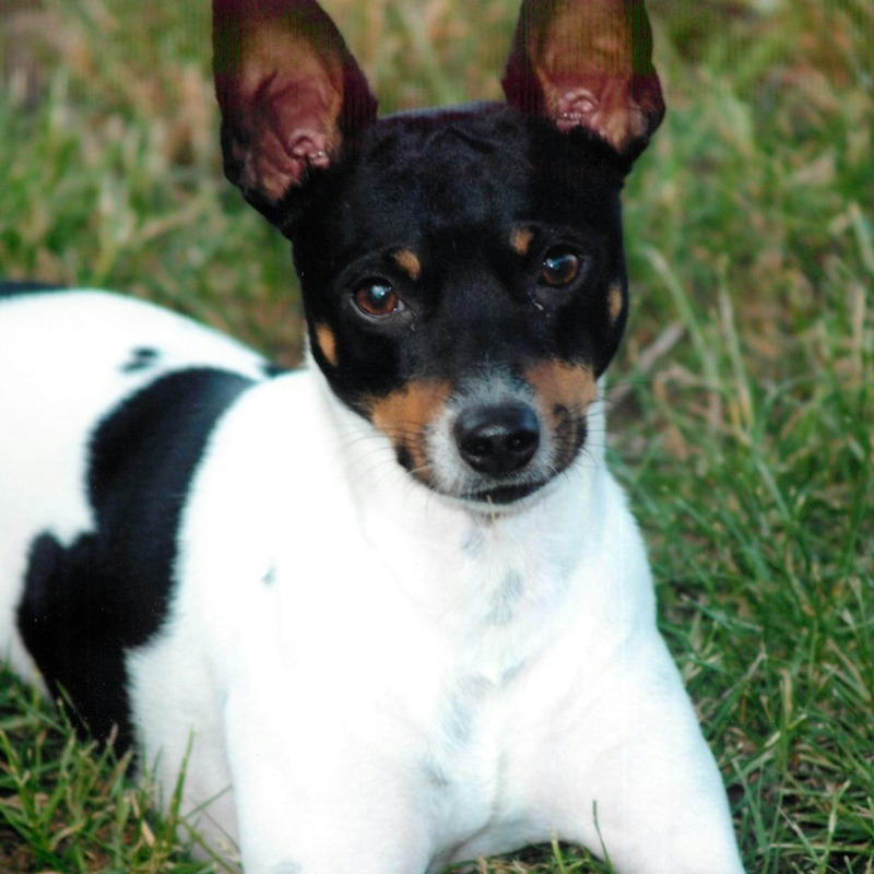Rat Terrier staring at the camera 