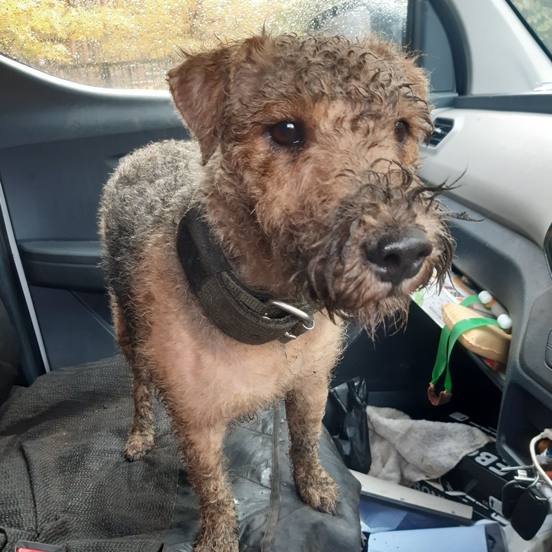 Muddy lakeland terrier after a ratting session