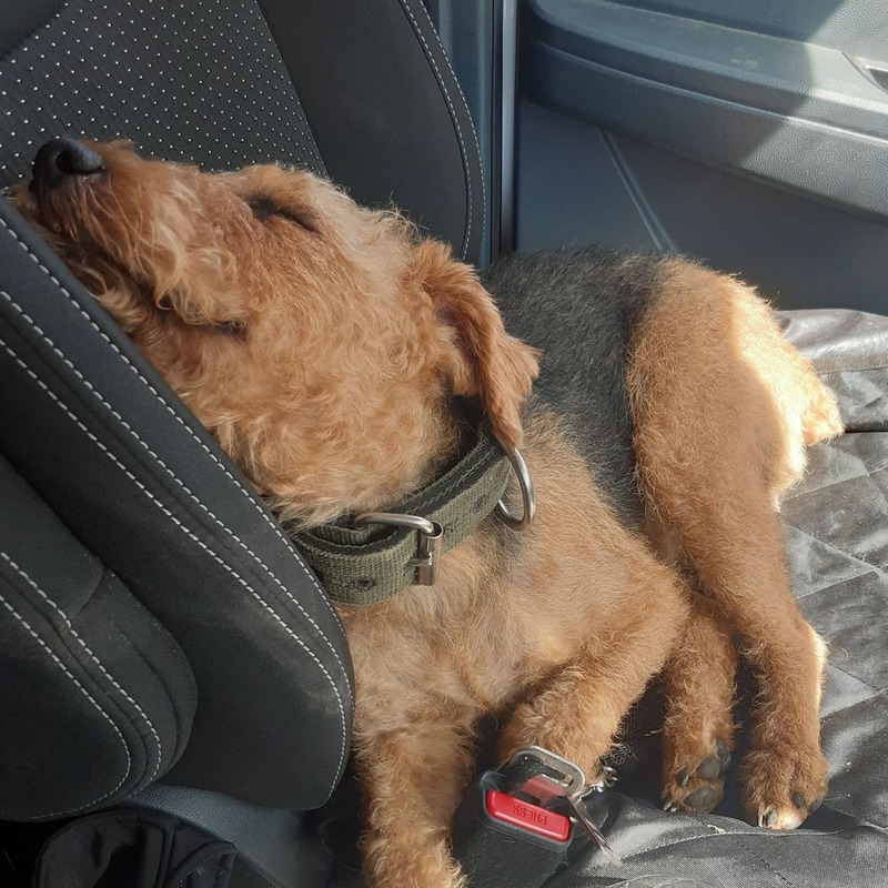 Lakeland Terrier having a sleep in a van