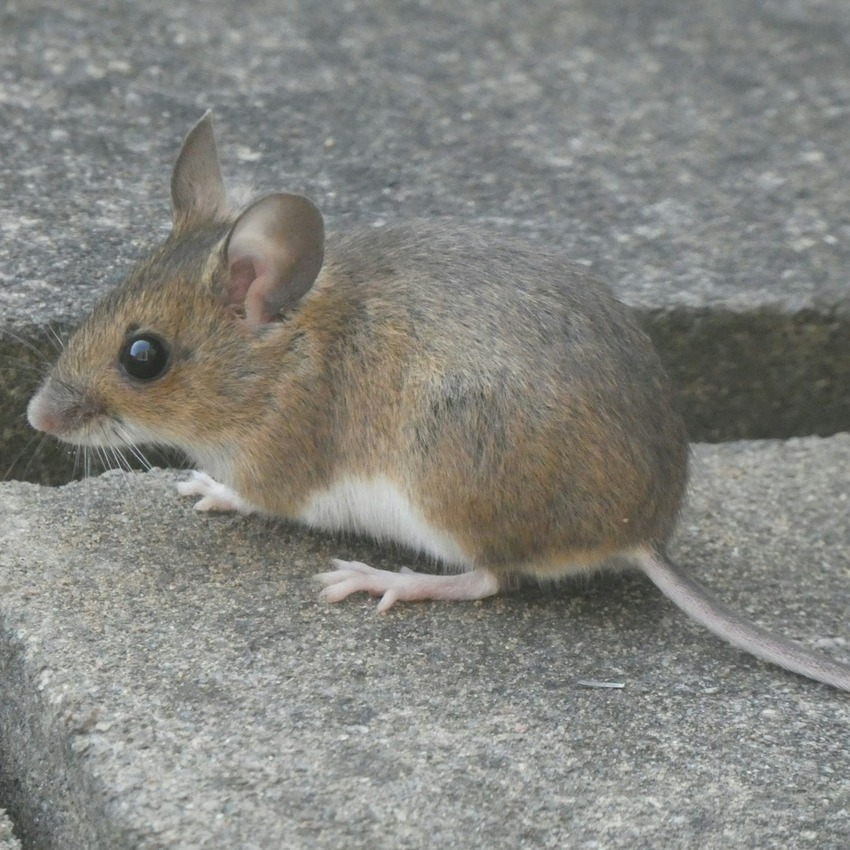 A field mouse on stone