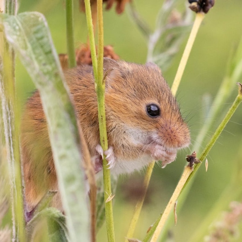 Harvest mouse in grass