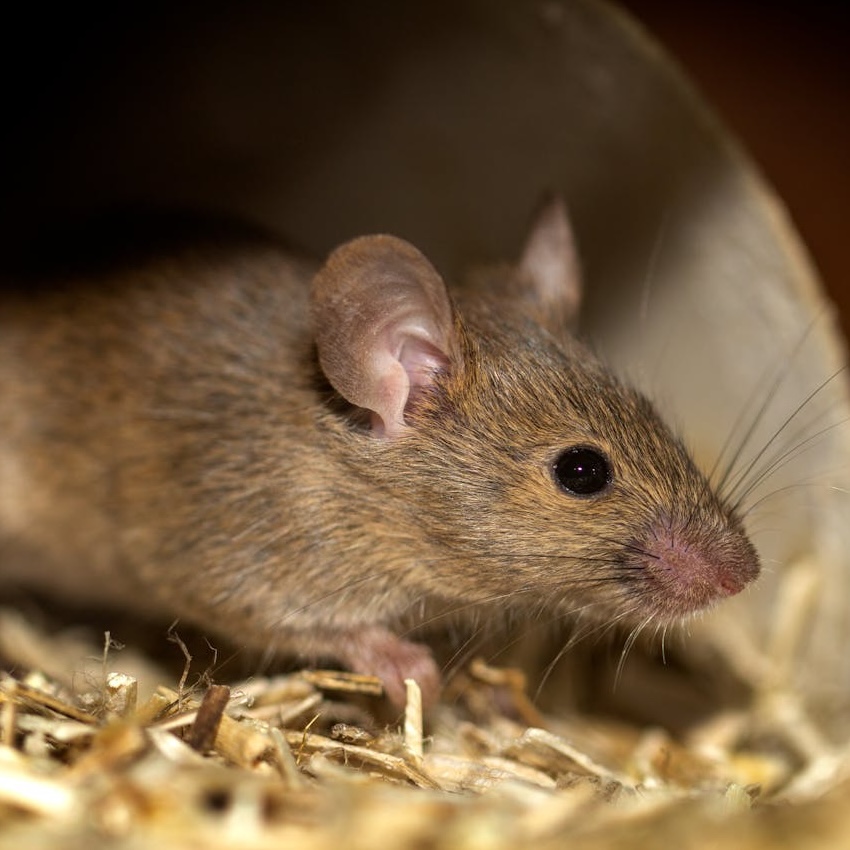 House mouse on a bed of straw