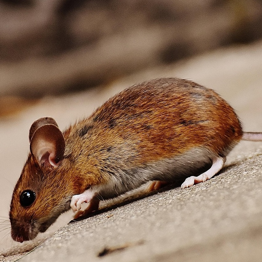 Yellow-necked mouse